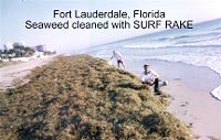 SURF RAKE cleans seaweed from beach