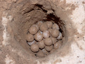 sea turtle eggs on beach